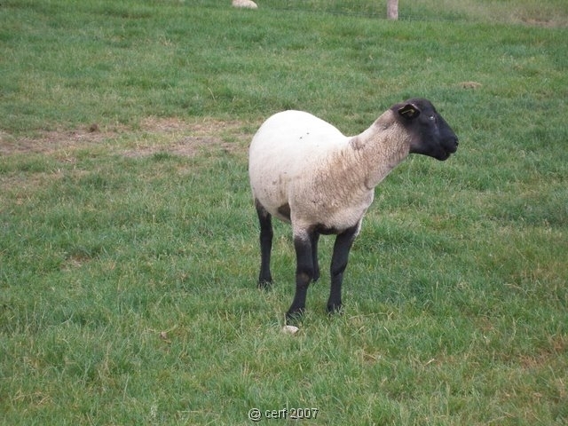 2007 05 Séjour en Brenne 019